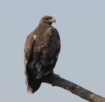 i5562w_eagle-spotted_crp