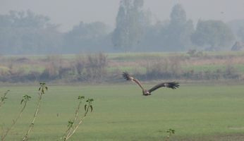 i6040w_eagle-spotted_flight