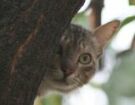 cat peering from behind tree