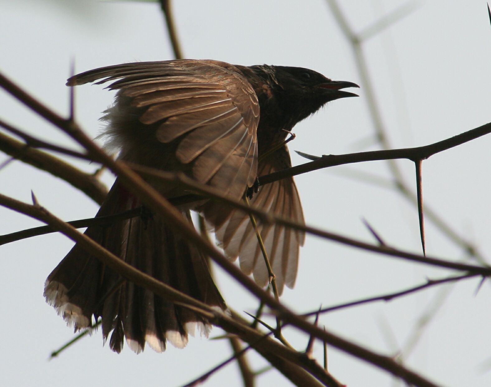 البلابل   Bulbul  1293w_bulbul_wings-unfurled_2007-apr-14_16.29.36