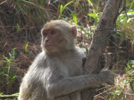 i7879w_monkey-rhesus_approaching-majhkhali