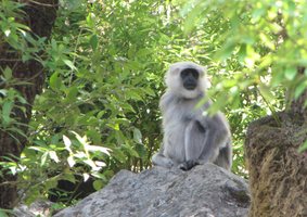 i8076w_langur_crp