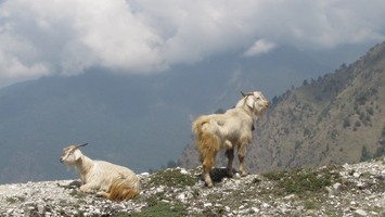 i8090w_mountain-goat-pair