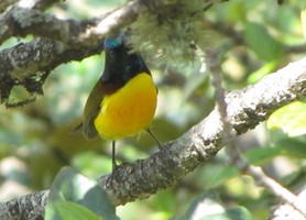 i8099w_unknown_sparrow-minus_bright-yellow-belly_brown_blue-black-head_crp