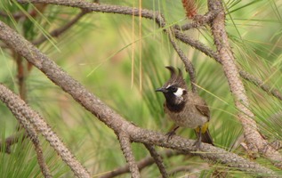 i9120w_bulbul_yellow-vent