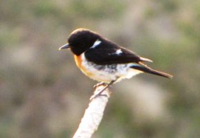 i9809w_pied-unknown_white-wing-stripe-black-beak_crp