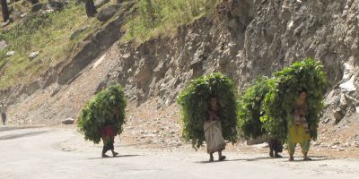 i9336w_women-walking-w-grass-fodder