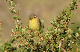 i9594w_unknown-yellow-breast-brown-cap-beyond-mAnA_crp