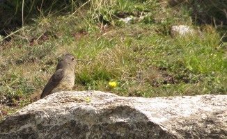 i9674w_unknown_white-rimmed-eye_brown-back-head-buff-chest_crp