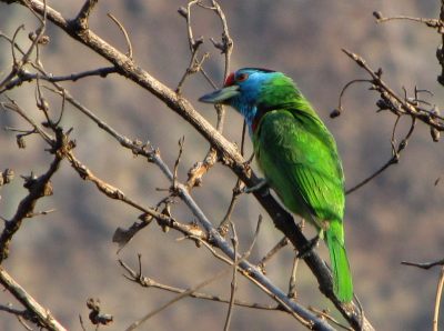 i9795w_barbet-blue-throated