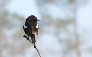 i9809w_pied-unknown_white-wing-stripe-black-beak_crp