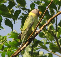 i9843w_parakeet