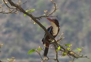 i9861w_kingfisher