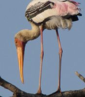 i5385w_painted-stork_crp