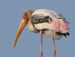 i5388w_painted-stork_crp