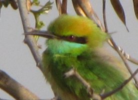 i5395w_bee-eater