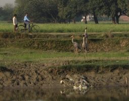 i5432w_bicyclists-and-sarus-trio-across-canal