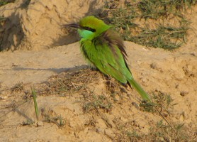 i5452w_bee-eater-on-ground