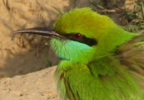 i5454w_bee-eater-on-ground_crp