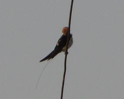 i5477w_wire-tailed-swallow