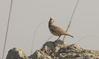 i5478w_lark-crested_crp