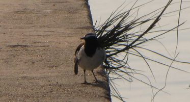 i5497w_wagtail-white-browed