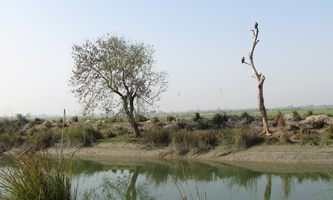 i5560w_canal-landscape_eagle-spotted_pair