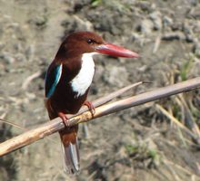 i5645w_kingfisher-white-breasted