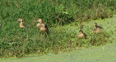 i5675w_lesser-whistling-teals_crp