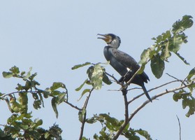 i5770w_great-cormorant_crp2