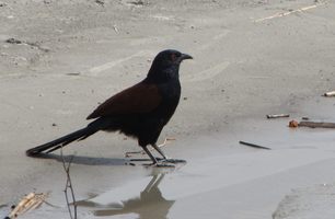 i5783w_coucal