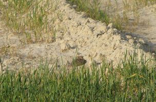 i5810w_quail_crp