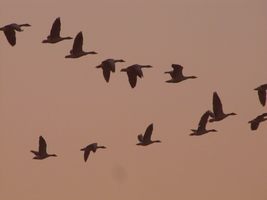 i5851w_greylag-flight_g