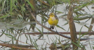 i5885w_wagtail-yellow