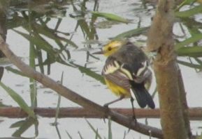 i5888w_wagtail-yellow_big