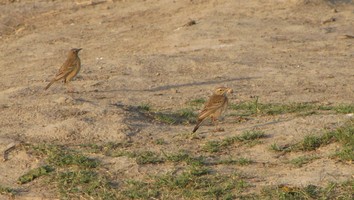 i5943w_lark-unknown_pair