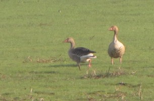 i6001w_greylag-pair