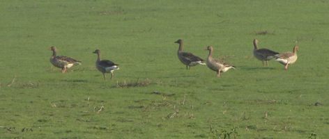 i6003w_greylag