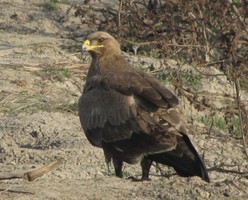 i6038w_eagle-spotted