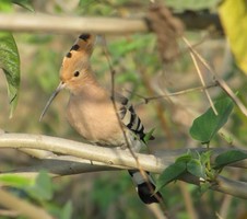 i6044w_hoopoe