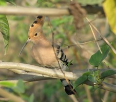 i6044w_hoopoe