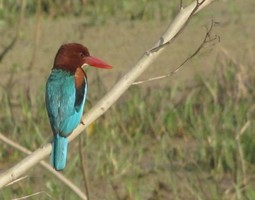 i6066w_kingfisher