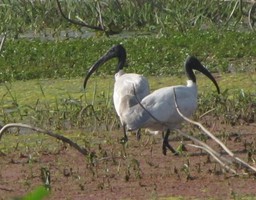 i6089w_ibis-black-headed