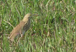 i6159w_heron-pond