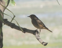 i6184w_unknown_redbreast-like_white-ring-eye