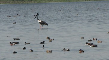 i6329w_stork-black-necked_shovellers-coots