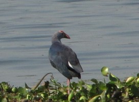 i6350w_moorhen-purple