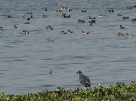 i6352w_moorhen-purple_shovellers-pintails_coots