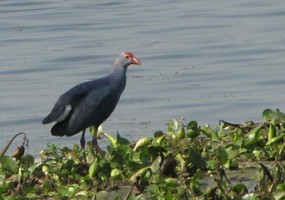 i6361w_moorhen-purple