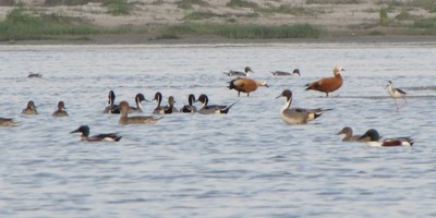 i6385w_pintails-shelduck-shoverller-stilt